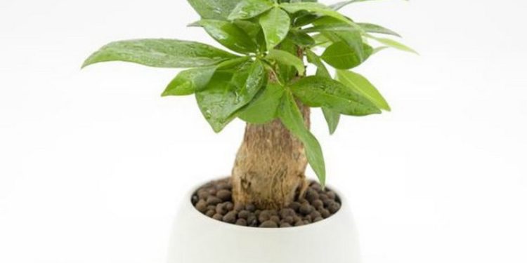 Đặc điểm cây Kim Ngân đang bày bán trên thị trường