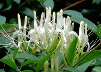 Cây kim ngân hoa hay còn được gọi là nhẫn đông, họ kim ngân