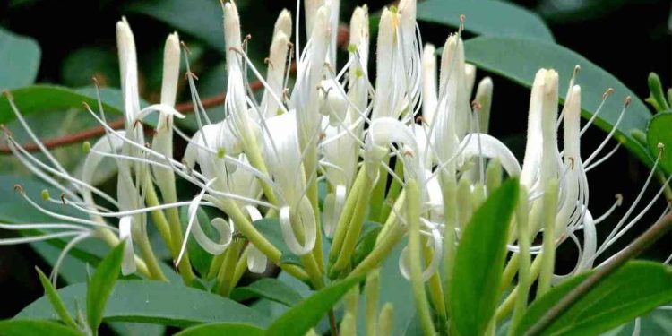 Cây kim ngân hoa hay còn được gọi là nhẫn đông, họ kim ngân