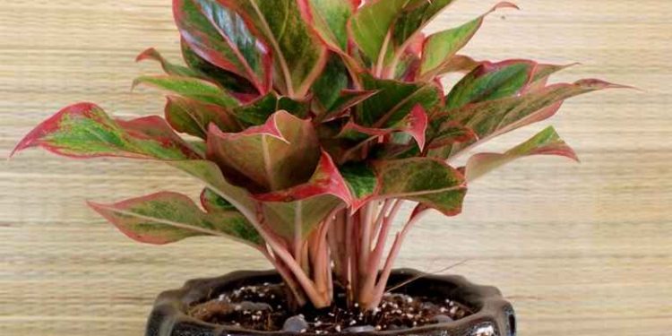 Một số lưu ý khi trồng phát tài đỏ