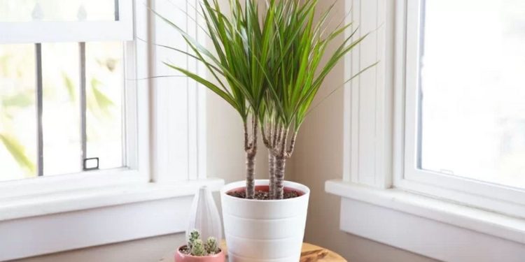 Phong thủy cây phát tài đẹp là một trong những dòng cây phong thủy nổi tiếng
