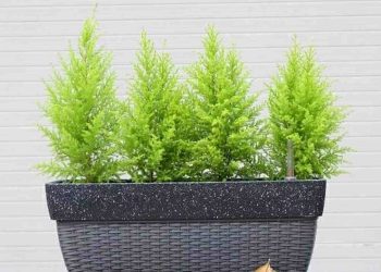 Các cách trang trí với cây tùng thơm đẹp