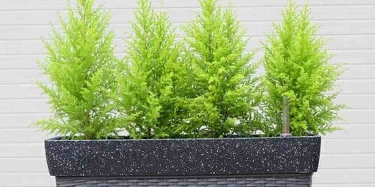 Các cách trang trí với cây tùng thơm đẹp