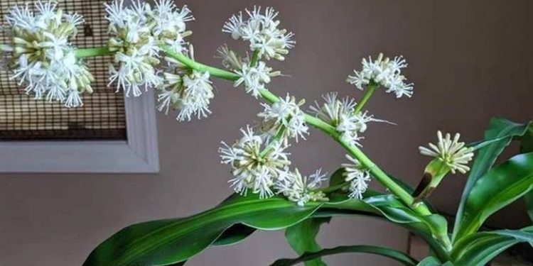 Cây phát tài được nhiều người ưa thích và trồng nó ở trong nhà