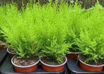 Đặc điểm chính của cây tùng thơm