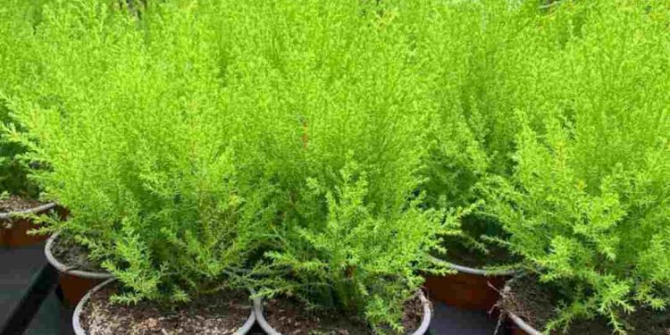 Đặc điểm chính của cây tùng thơm