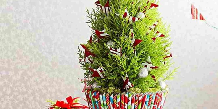 Thích hợp để trang trí hay làm quà tặng trong dịp giáng sinh.