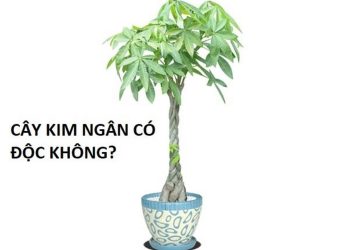 Cây kim ngân có độc không?