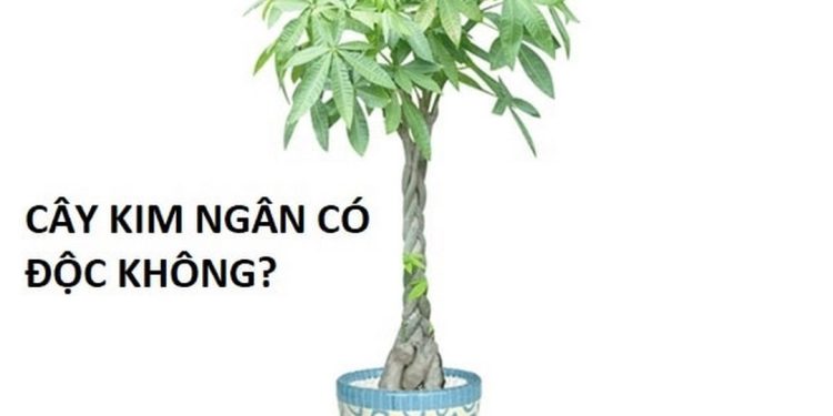Cây kim ngân có độc không?