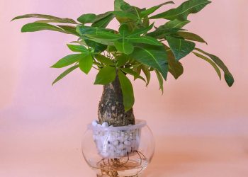 Hai chữ kim và ngân đi cạnh nhau càng bổ sung ý nghĩa