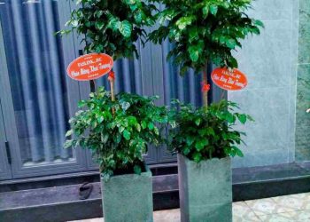 Mô tả đặc điểm hình thái cây hạnh phúc 2 tầng