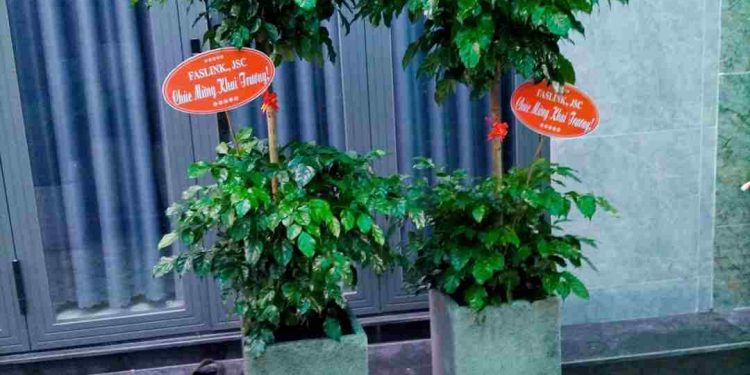 Mô tả đặc điểm hình thái cây hạnh phúc 2 tầng