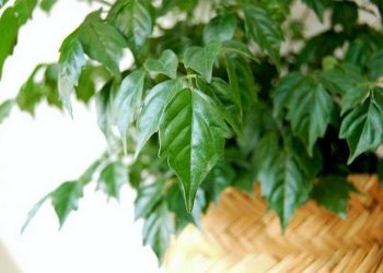 Cách cấp cứu cho cây hạnh phúc bị héo lá