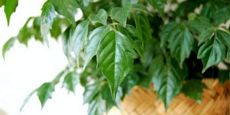 Cách cấp cứu cho cây hạnh phúc bị héo lá