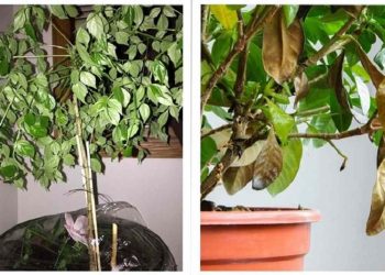 Cây rụng lá do mới trồng