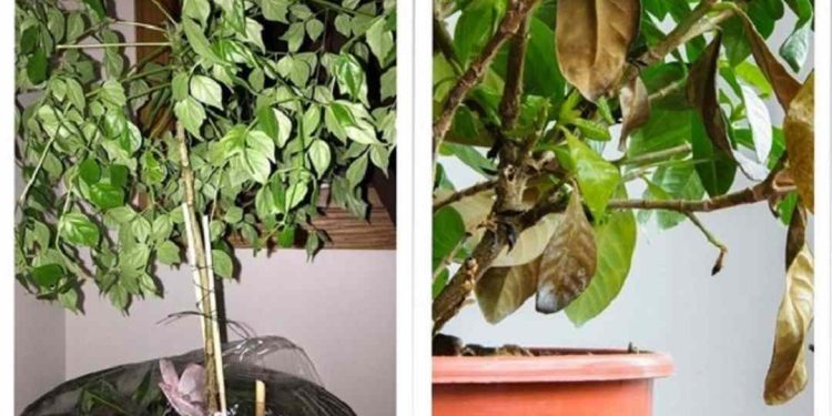 Cây rụng lá do mới trồng