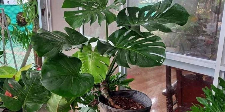 Cây trầu bà lá xẻ hay còn được gọi là cây trầu bà chân vịt