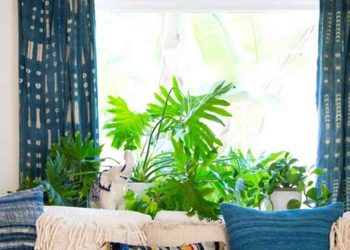 Đặc điểm sinh trưởng cây Trầu Bà Thanh Xuân