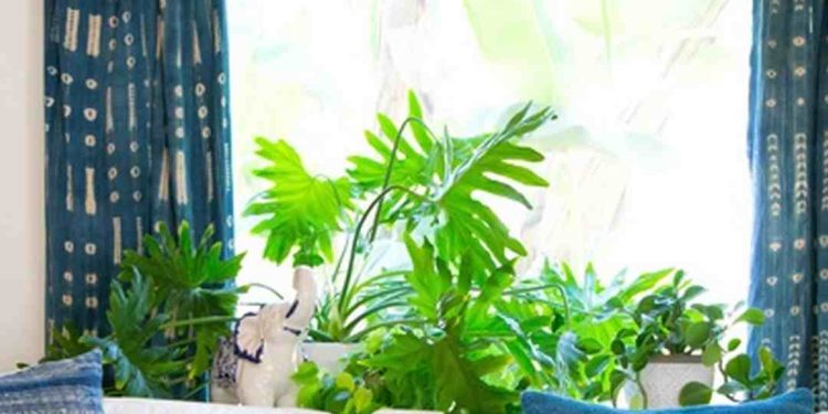 Đặc điểm sinh trưởng cây Trầu Bà Thanh Xuân
