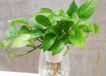 Hình ảnh chậu trầu bà thủy sinh đẹp