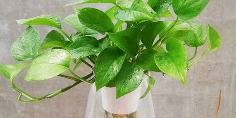 Hình ảnh chậu trầu bà thủy sinh đẹp