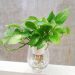 Hình ảnh chậu trầu bà thủy sinh đẹp