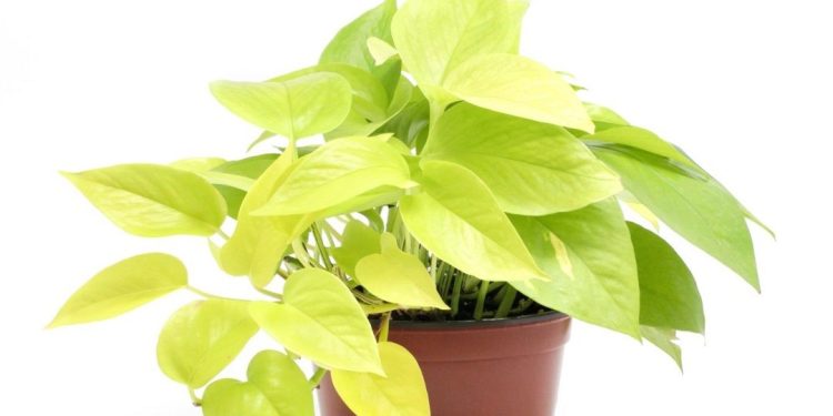 Chậu cây trầu bà đẹp.