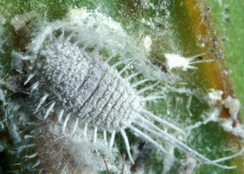 Dấu hiệu của bệnh Rệp sáp trên cây Hạnh Phúc