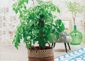 Ý nghĩa cây hạnh phúc đối với chúng ta