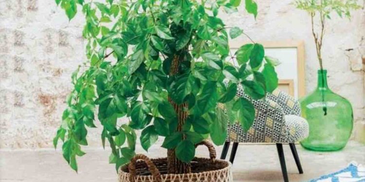 Ý nghĩa cây hạnh phúc đối với chúng ta