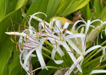 Hoa cây đại tướng quân mọc ở gốc tạo thành hình hoa thị