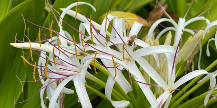 Hoa cây đại tướng quân mọc ở gốc tạo thành hình hoa thị