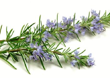 Tinh dầu hương thảo có tác dụng thông ruột, lợi mật và lợi tiểu.