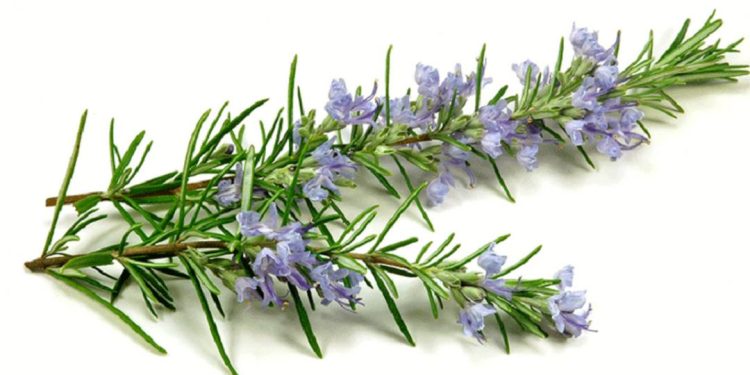 Tinh dầu hương thảo có tác dụng thông ruột, lợi mật và lợi tiểu.