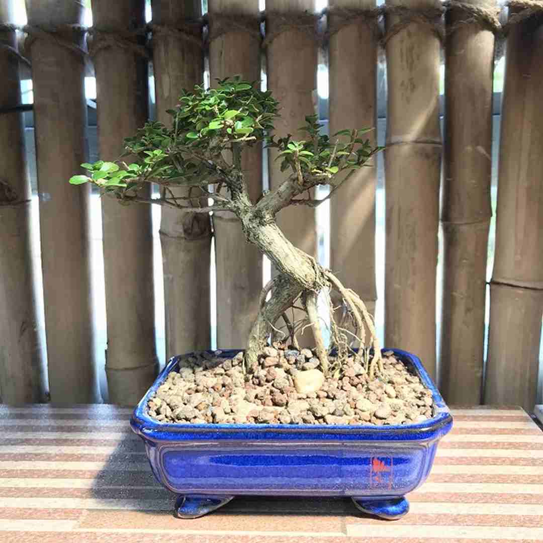 Phân loại kích thước cây bonsai