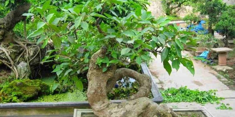 Cách Chọn Mẫu Bonsai Đẹp Nhất Cho Trang Trí Nhà Bạn