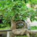 Cách Chọn Mẫu Bonsai Đẹp Nhất Cho Trang Trí Nhà Bạn