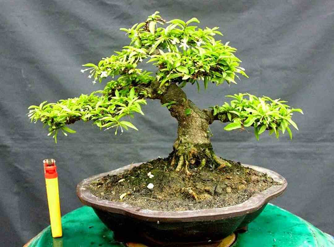 Cách Chăm Sóc Bonsai Để Giữ Nét Đẹp