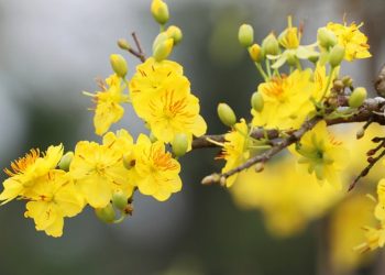 Giống mai vàng phổ biến ở Việt Nam