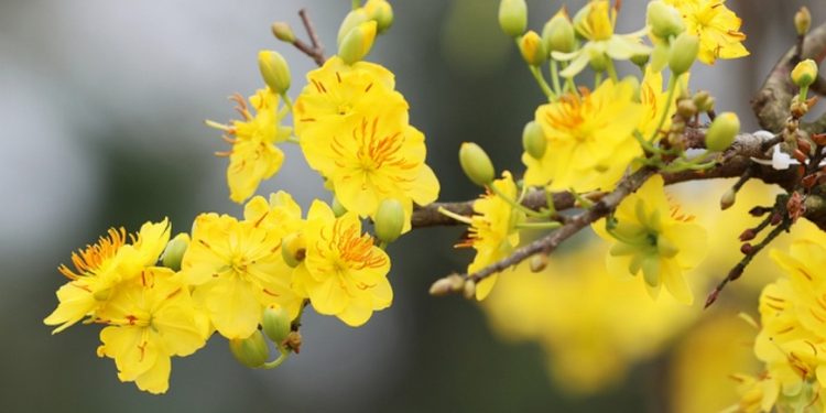 Giống mai vàng phổ biến ở Việt Nam