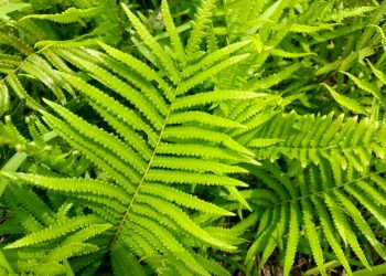 Dương xỉ là loài thực vật thú vị bất chấp mọi phân loại