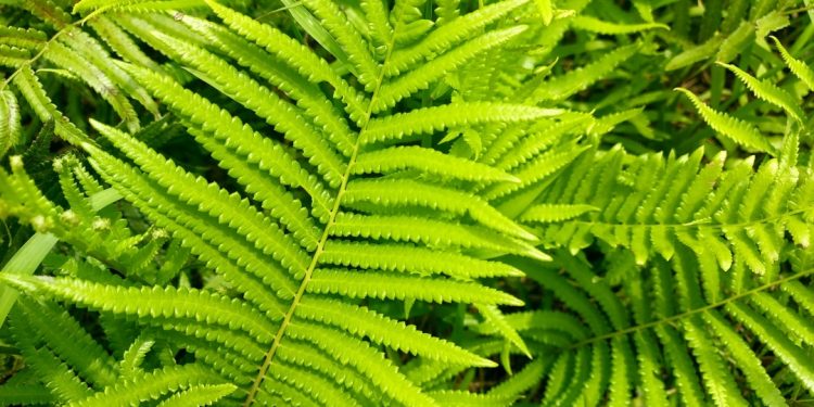 Dương xỉ là loài thực vật thú vị bất chấp mọi phân loại