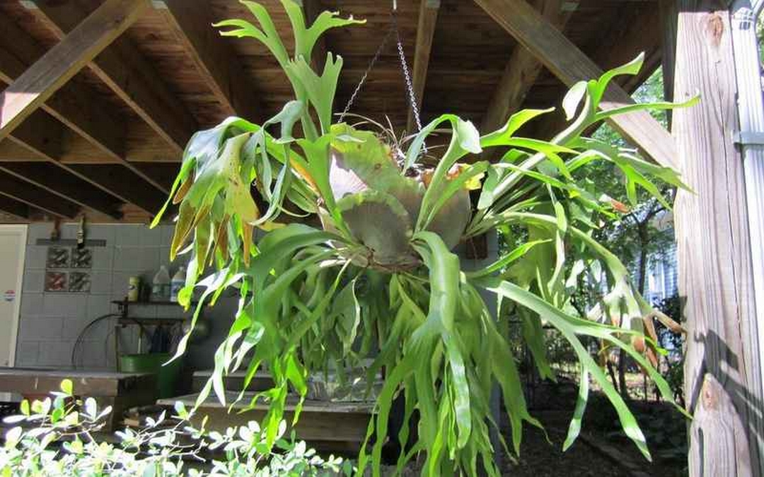 Cây dương xỉ Staghorn Fern