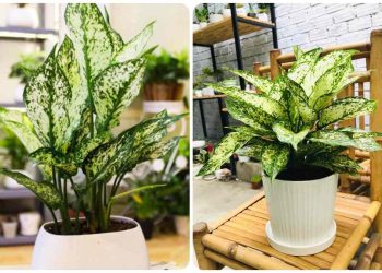 Những Điều Cần Biết Về Bài Trí Cây Ngọc Ngân