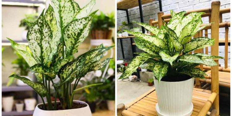 Những Điều Cần Biết Về Bài Trí Cây Ngọc Ngân