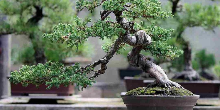 Cách lựa chọn cây bonsai phù hợp