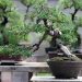 Cách lựa chọn cây bonsai phù hợp