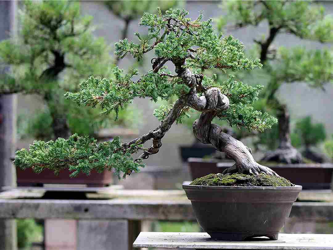 Cách lựa chọn cây bonsai phù hợp