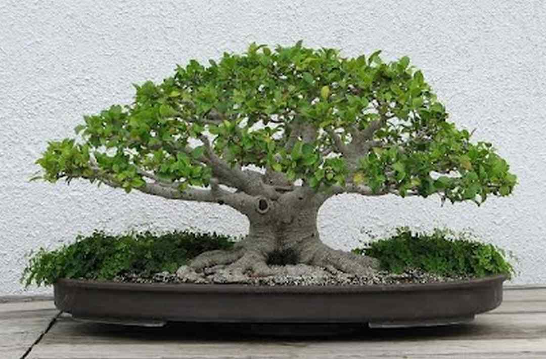 Cách chăm sóc cây bonsai trong mùa đông