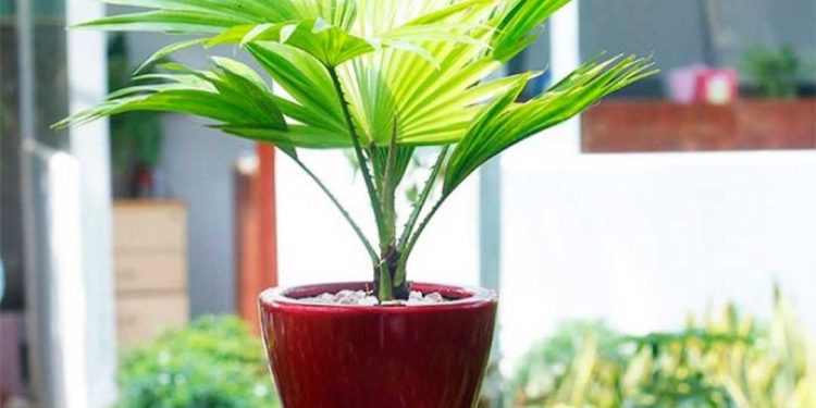 Cách tạo môi trường thích hợp cho cây cọ